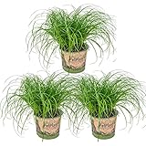 3x Cyperus 'Zumula' - Katzengras - Zimmerpflanze - Haustierfreundlich – ⌀12...