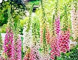 NO-GMO 2800 Samen, Mixed Foxglove Flower Seeds Heirloom Samen