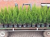 Edel Thuja Smaragd immergrüner Lebensbaum Heckenpflanze Zypresse im Topf...