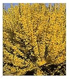 BALDUR Garten Forsythie, 1 Pflanze, Goldglöckchen Goldflieder (Forsythia),...