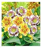 BALDUR Garten Gefüllte Christrosen 'Festival-Mix', 2 Pflanzen Double Ellen®...
