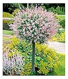 BALDUR Garten Salix-Stämmchen 'Hakuro Nishiki', 1 Pflanze, Flachwurzler,...