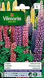 Vilmorin 5345741 Russel Lupine variiert, Mehrfarbig, 9 x 0,5 x 16 cm