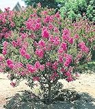 BALDUR Garten Flieder des Südens, 1 Pflanze, Lagerstroemia indica Kreppmyrte...