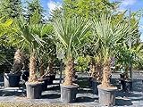 Trachycarpus Fortunei Chinesische Fächerpalme, 140-160 cm, Stammhöhe 30-35 cm,...