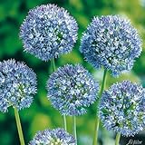 Allium Blue Heaven - 15 Zwiebeln Zierlauch/Kugellauch - Blumenzwiebeln zum...