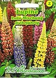 Lupine Lulu Mischung Lupinus polyphyllus mehrjährig Staude