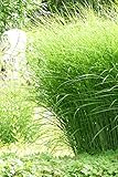 Chinaschilf Gracillimus - Feinhalm Chinagras - Miscanthus sinensis Gracillimus...