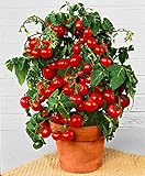 Prademir – Cocktailtomaten Samen/Bonsai-Tomaten Samen “Minibel” –...