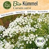 Little Plants BIO Kümmel Samen 500 Kümmelsamen Kräutersamen Samenfest für...