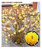 BALDUR Garten Edgeworthia Grandiflora, 1 Pflanze, winterhart, mehrjährig,...