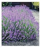 BALDUR Garten Blauer Lavendel Duftlavendel, 3 Pflanzen Lavandula angustifolia...