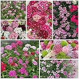 50 pcs bartnelken samen mehrjährig, blumenbeet, steingartenpflanzen winterhart...