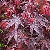 Acer palmatum 'Bloodgood' | Japanischer Ahorn-Laubbaum-Gartenpflanzenbaum im...