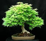 10 Green Japanischer Ahorn (Acer palmatum) Samen Bonsai Ahorn CombSH