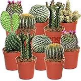 Gardeners Dream Kakteen Echte Pflanzen Set - 10er Sortiment Sukkulenten Echte...