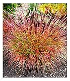 BALDUR Garten Chinaschilf 'Red Chief' 1 Pflanze, Miscanthus sinensis winterharte...