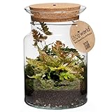 Ecoworld Jungle Corky Glas - Flaschengarten mit Lampe - Mini Pflanzen Terrarium...
