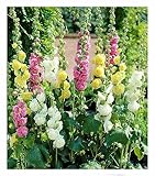 BALDUR Garten Stockrosen-Malven-Mischung, 3 Pflanzen Alcea rosea 'Pleniflora'...