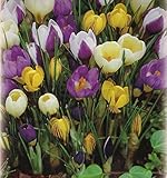 Blumenhandel Ullrich 100 Botanische gemischte Krokusse Blumenzwiebeln Crocus...