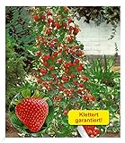 BALDUR Garten Kletter-Erdbeere 'Hummi®', 3 Pflanzen Fragaria Erdbeerbäumchen...