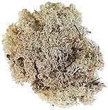 Glorex 6 3803 610 - Islandmoos, 50 g, natur, zum Basteln, Dekorieren, für den...