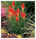 1 x Kniphofia 'Papaya Popsicle'...
