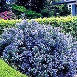 Gardeners Dream Ceanothus 'Yankee Point' Kalifornischer Flieder im Topf -...