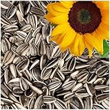 Lyra Pet® 25 kg Sonnenblumenkerne Gestreift | Wildvogelfutter für Sommer &...