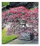 BALDUR Garten Japanischer Ahorn 'Burgund', 1 Pflanze, Ahornbaum rote Blätter...