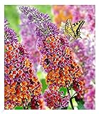 BALDUR Garten Buddleia Sommerflieder 'Flower-Power' Schmetterlingsflieder, 1...