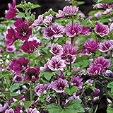Mauretanische Malve - Malva sylvestris - dunkelrote Blüten von Juni - September...