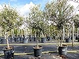 SONDERPREIS: Olivenbaum Olive 140-170 cm, beste Qualität, winterhart + robust
