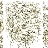 100 Stück Getrocknete Blumen Trockenblumen Klein Baby’s Breath Blumen Echte...