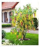 BALDUR Garten Chimären-Goldregen, 1 Pflanze, Laburnocytisus adamii Edel...