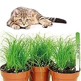 mgc24® Katzengras Cyperus zumula im 12er Topf ca. 20cm hoch - 3er Set