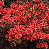 Azalea japonica Orange Beauty (9cm)