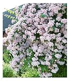 BALDUR Garten Rosa Perlmuttstrauch, 1 Pflanze, bienenfreundlich, winterhart,...