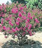 BALDUR Garten Flieder des Südens, 1 Pflanze, Lagerstroemia indica Kreppmyrte...