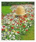 BALDUR Garten Frühlings-Zwiebelmix 'Bienen-Oase',50 Zwiebeln, Blumenzwiebeln,...