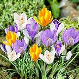 Botanische Krokusse Zwiebeln Winterhart Mehrjährig - 50 exklusive...