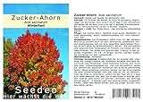 Seedeo® Zucker-Ahorn (Acer saccharum) 20 Samen