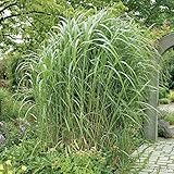 Riesen Chinaschilf Pflanzen - Miscanthus Giganteus - Schilf als Sichtschutz und...