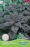 Grünkohl SCARLET