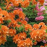 Gardeners Dream Orange Azalee (1 Stk.) - Japanische Rhododendron Pflanze -...