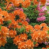 Gardeners Dream Orange Azalee (1 Stk.) - Japanische Rhododendron Pflanze -...