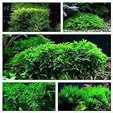 Moos Set mit 5 in Vitro Pflanzen Aquariumpflanzenset Nr.57 1-2 Grow! Becher...