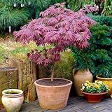 Gardeners Dream Japanischer Fächerahorn Acer Palmatum Atropurpureum - 1 x...