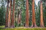 100 X Samen Riesenmammutbaum Sequoiadendron giganteum Redwood Saatgut Mammut...