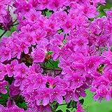 Gardeners Dream Purple Azalee (1 Stk.) - Japanische Rhododendron Pflanze -...